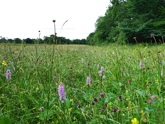 Long Dole Meadow