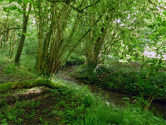 Stream in Long Dole Wood