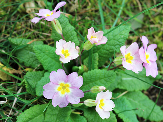 Pink flowers