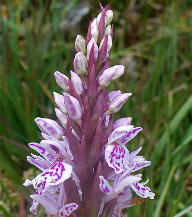 Southern marsh orchid