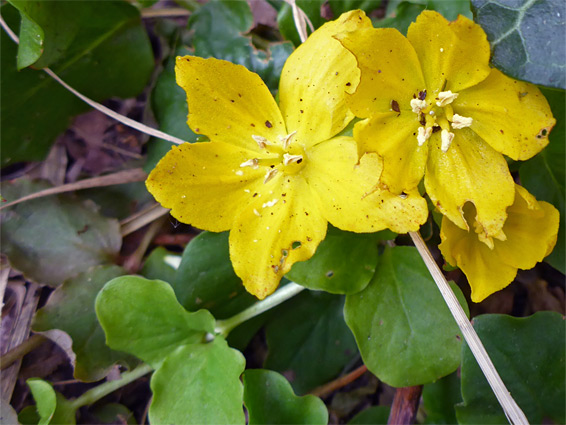 Lysimachia nummularia (creeping jenny), Lower Woods, Gloucestershire