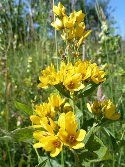 Lysimachia vulgaris (yellow loosestrife), Kenfig, Bridgend