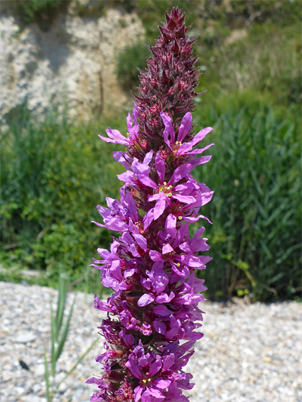 Purple loosestrife (lythrum salicaria), Beer Head, Devon