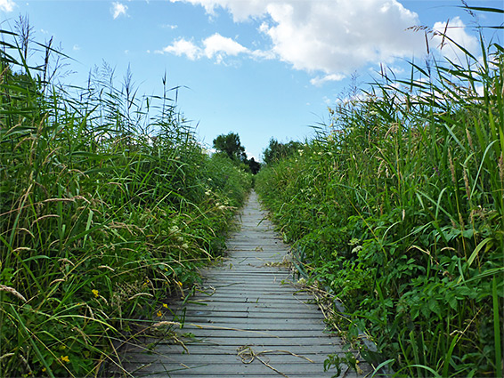 Boardwalk through reeds and long grass