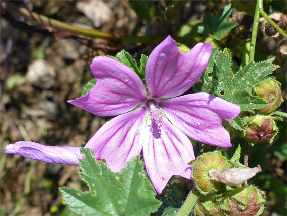 Malva sylvestris (common mallow), Kilve, Somerset