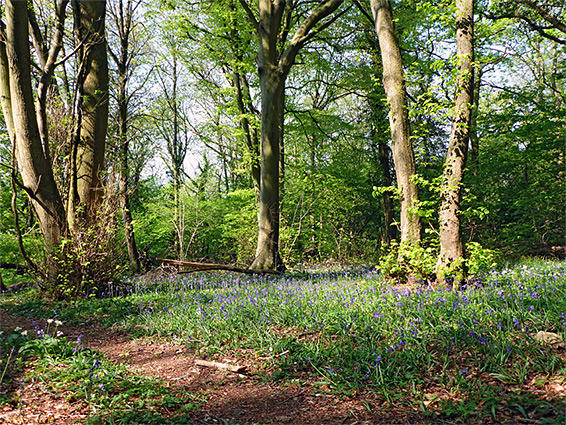 Bluebells