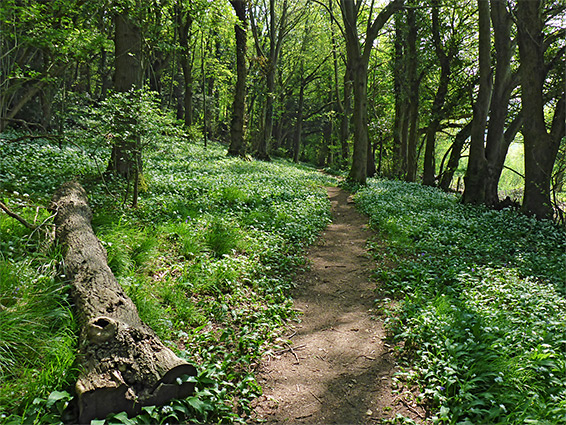 Wild garlic