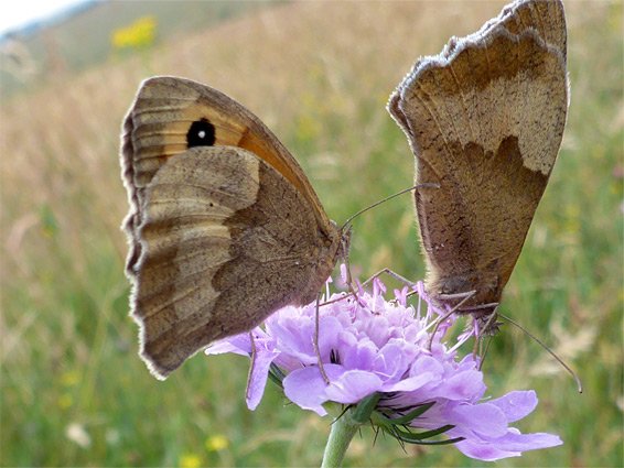 Meadow brown butterflies