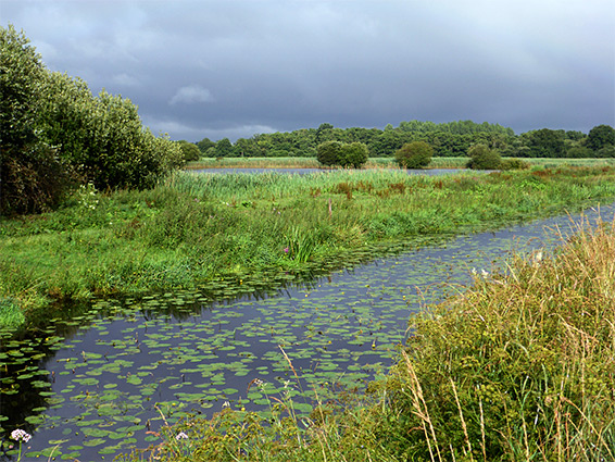 Lily pads