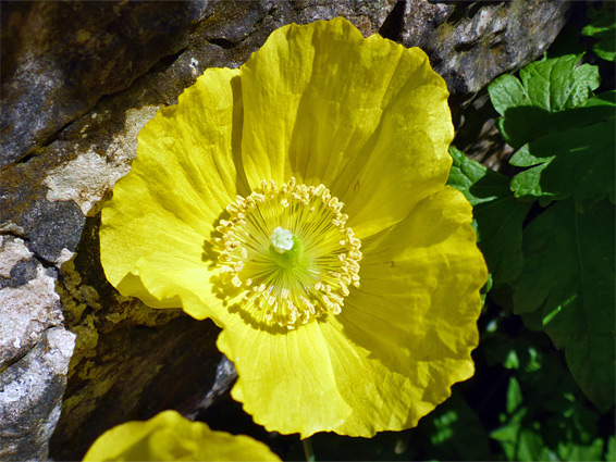 Meconopsis cambrica (Welsh poppy), Cheddar Gorge, Somerset