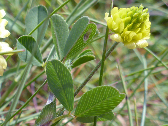 Medicago lupulina (black medick), Minehead, Somerset