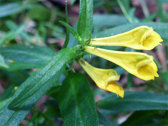 Common cow-wheat (melampyrum pratense), Glenthorne Beach, Somerset