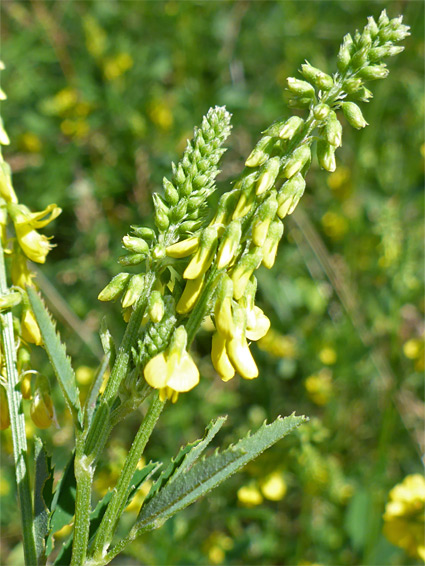 Yellow sweet-clover (melilotus officinalis), Kilkenny, Gloucestershire