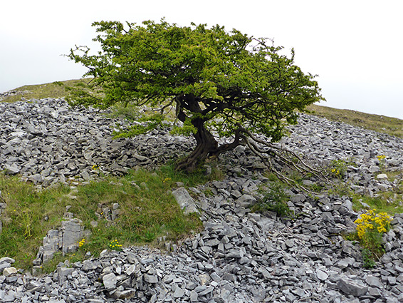 Tree, stones and yellow wildflowers