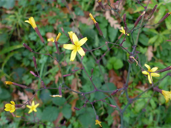 Wall lettuce (mycelis muralis), Malvern Hills, Worcestershire