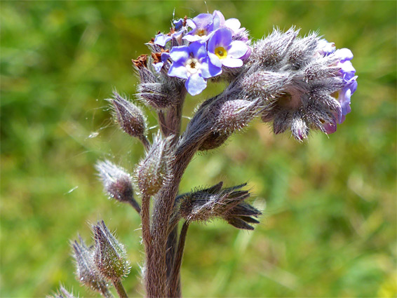 Changing forget-me-not (myosotis discolor), Purn Hill, Somerset