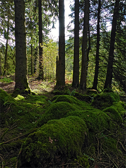 Mossy forest