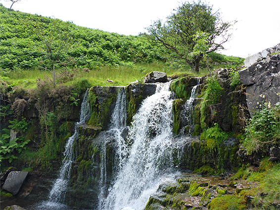Tree and waterfall, Cwm Oergwm