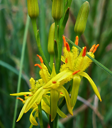 Bog asphodel