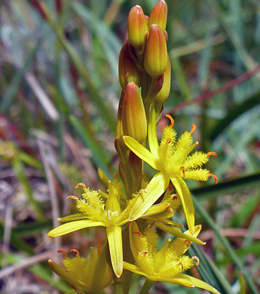 Bog asphodel