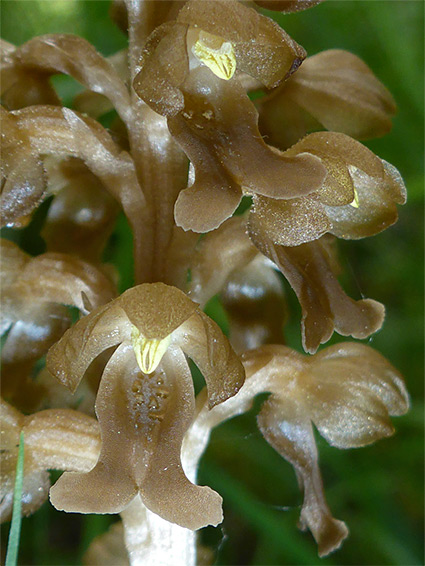 Neottia nidus-avis (bird's nest orchid), Lower Woods, Gloucestershire
