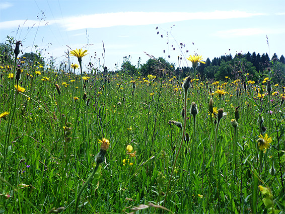 Many flowers