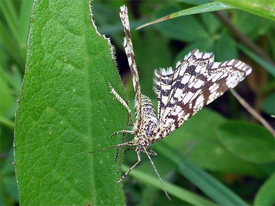 Latticed heath