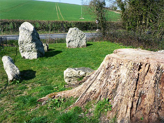 Beech stump beside the stones