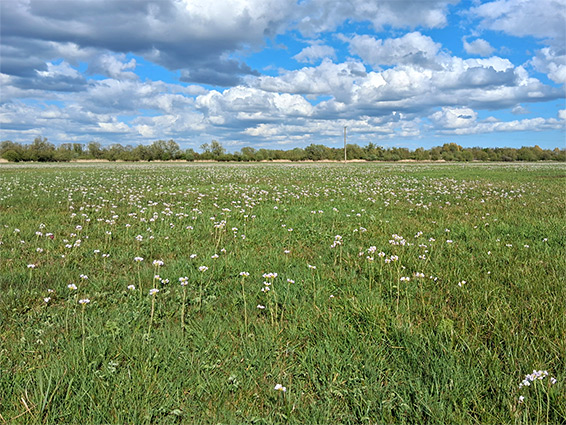Cuckoo flowers