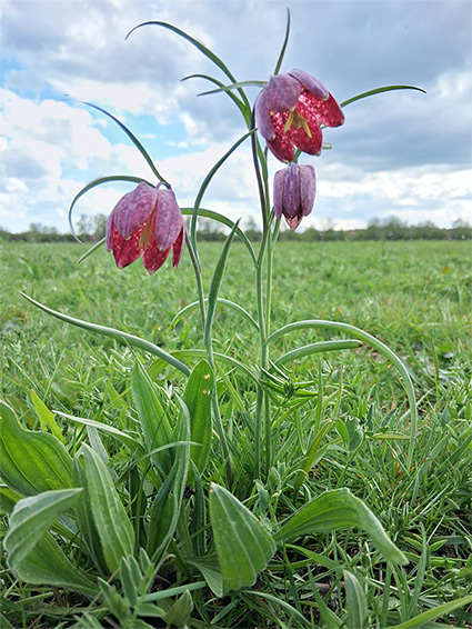 Snakeshead fritillary