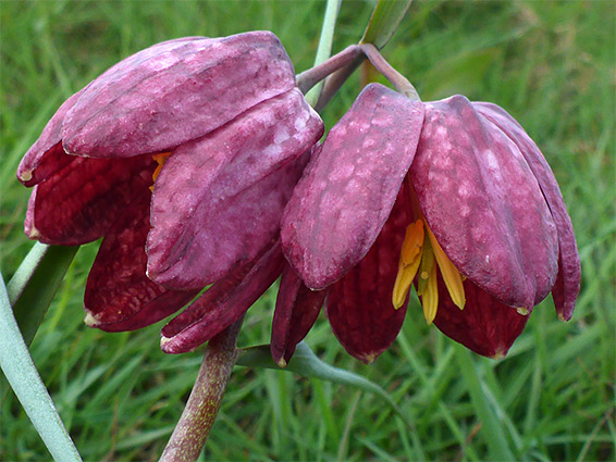 Snakeshead fritillary
