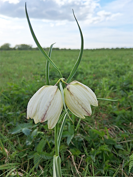 White-flowered fritillary