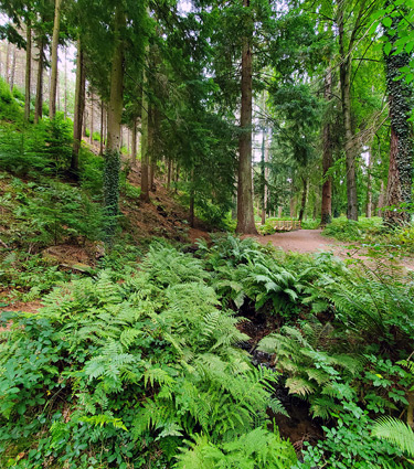 Ferns near the start of the path