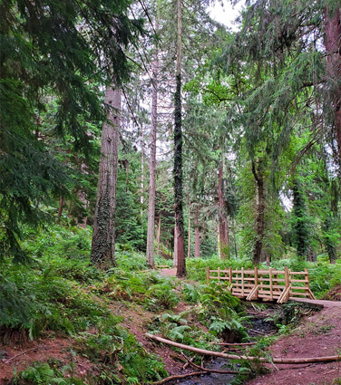 Stream, footbridge and tall trees