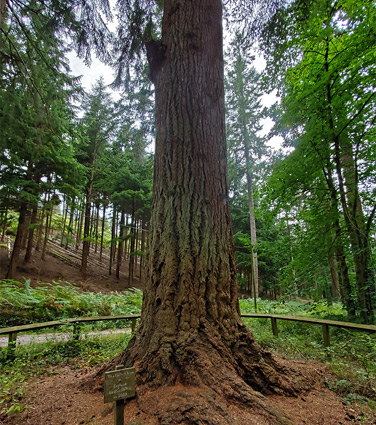 The tallest tree in England