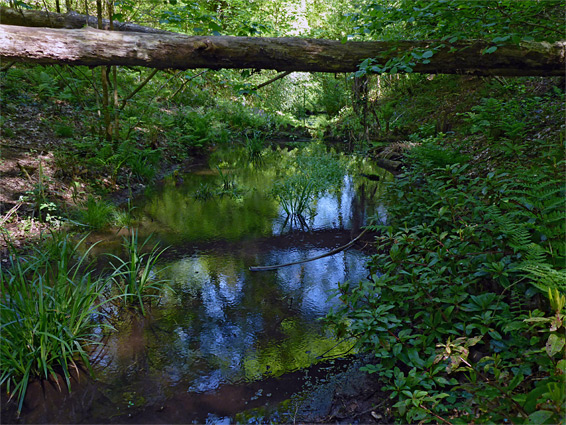 Stream in Oak Wood