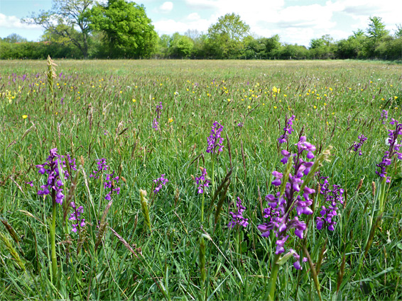 Oakley Moor Farm Meadow