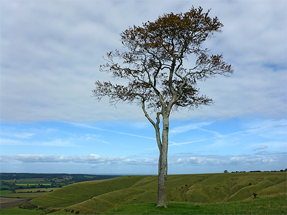 Lone tree