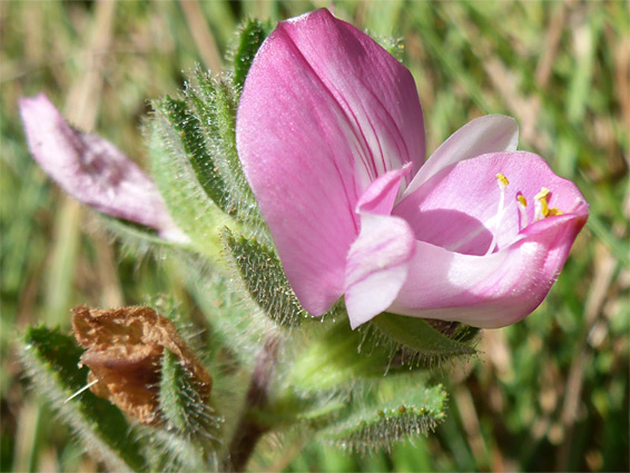 Common restharrow (ononis repens), Nash Point, Vale of Glamorgan