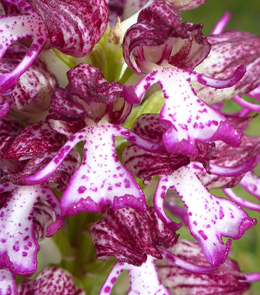 Lady orchid