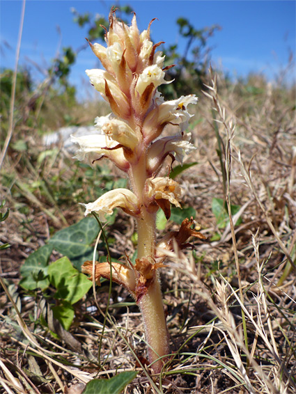 Ivy broomrape (orobanche hederae), Brean Down, Somerset