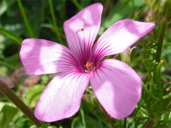 Oxalis articulata (pink sorrel), Burgh Island, Devon