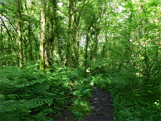 Tall ferns and other undergrowth