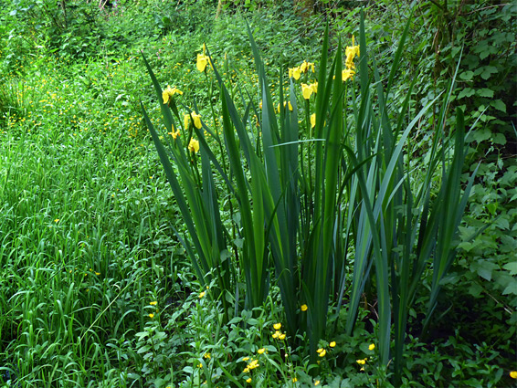 Yellow-flowered iris