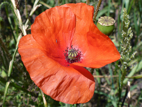 Common poppy (papaver rhoeas), Nash Point, Vale of Glamorgan