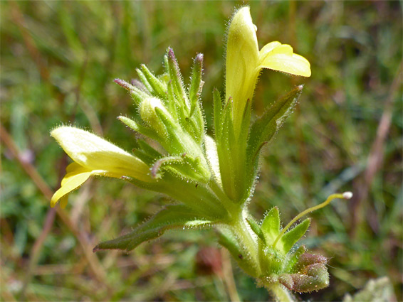Parentucellia viscosa (yellow bartsia), Whiteford, Swansea