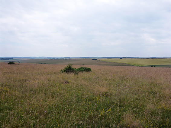 Grassland