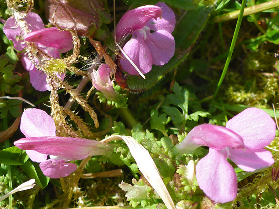 Pedicularis sylvatica (lousewort), Bubwith Acres, Somerset