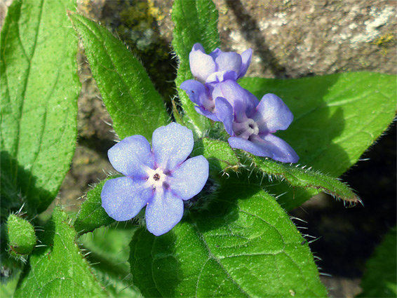 Pentaglottis sempervirens (green alkanet), St James Church, Gloucestershire