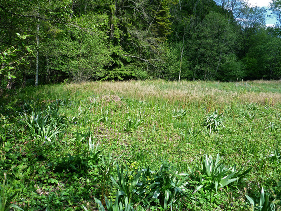 Pentaloe Glen fen